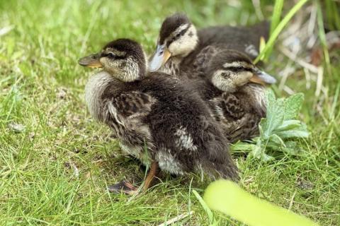 Ducklings by the Summerhouse pond