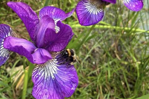 bumblebee on iris