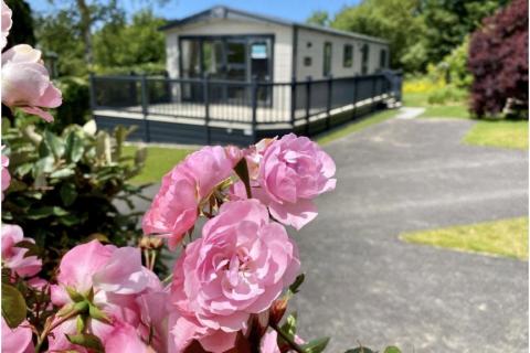 roses near Holiday home