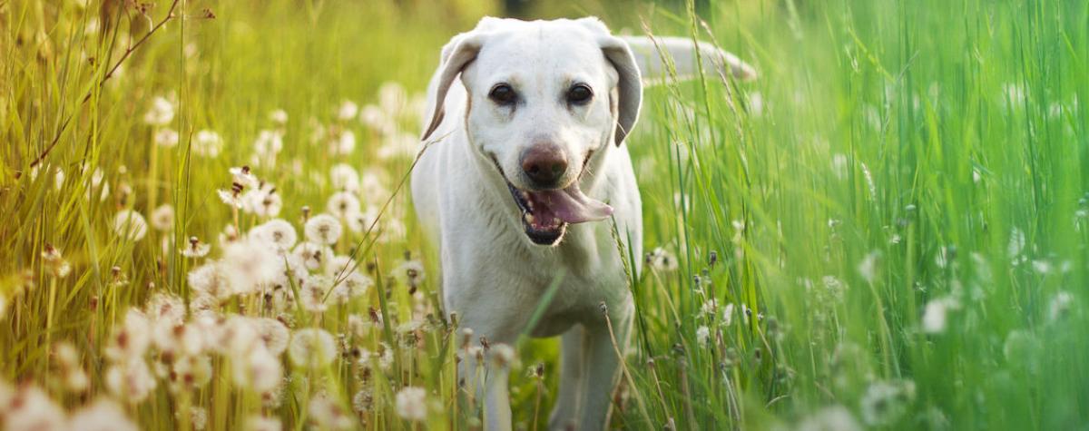 dog friendly caravans for sale in Cornwall