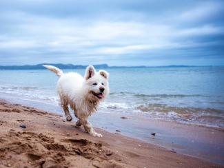 dog on the beach