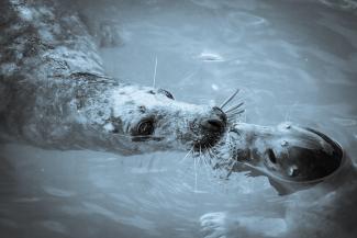 The Cornish Seal Sanctuary in Cornwall