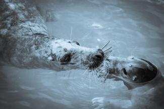 The Cornish Seal Sanctuary in Cornwall