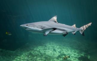 Blue Reef Aquarium under water sharks!