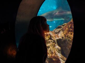 A child looking through a porthole in an aquarium 