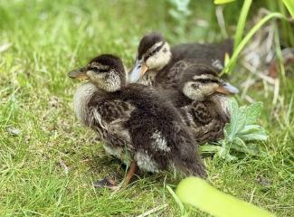 Ducklings relaxing 