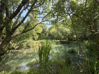 Our island pond