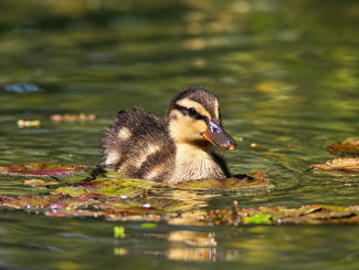 Ducklings relaxing 