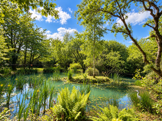 Our island pond